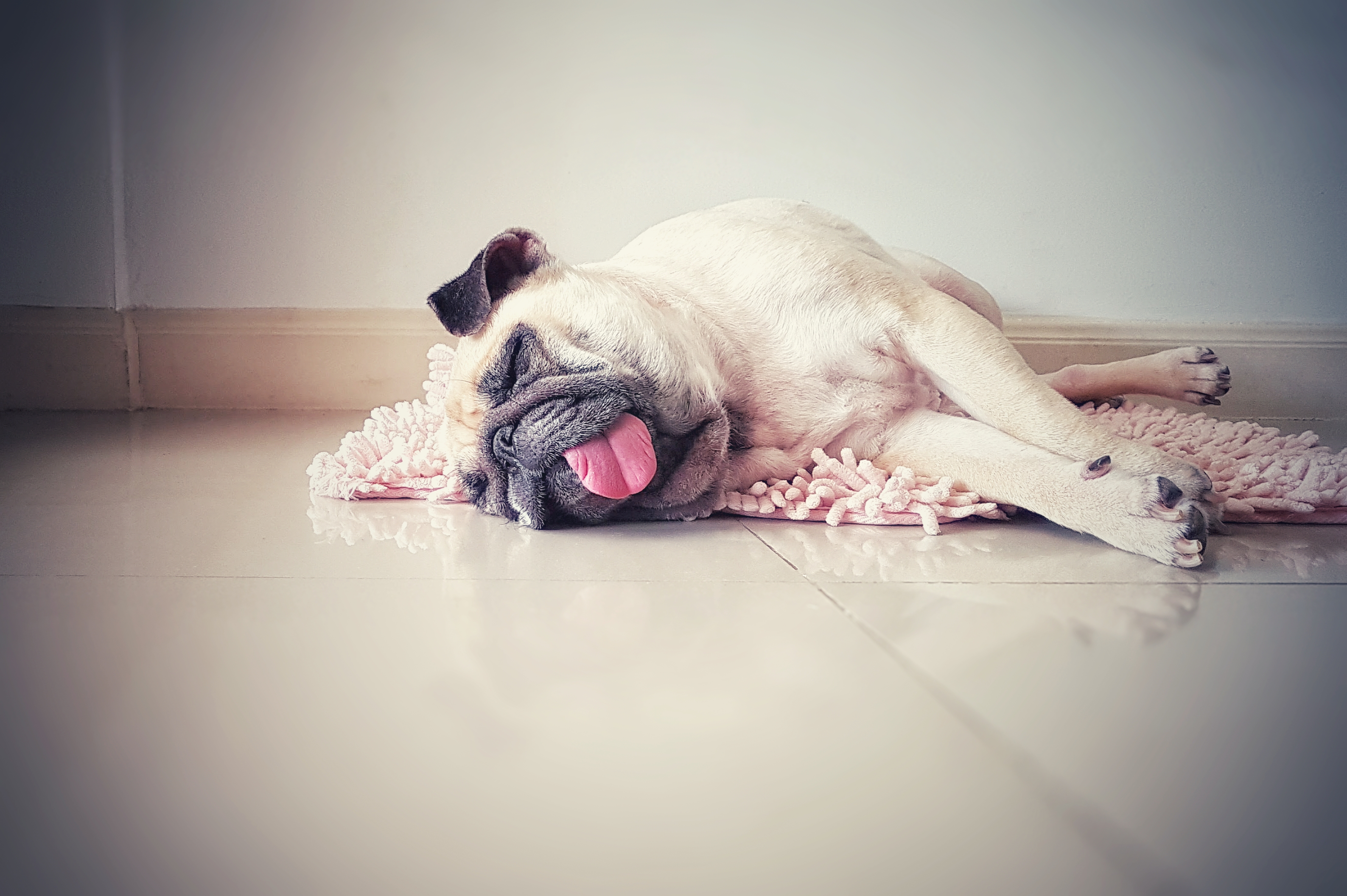 How Serious Is Lethargy in Dogs and Cats?